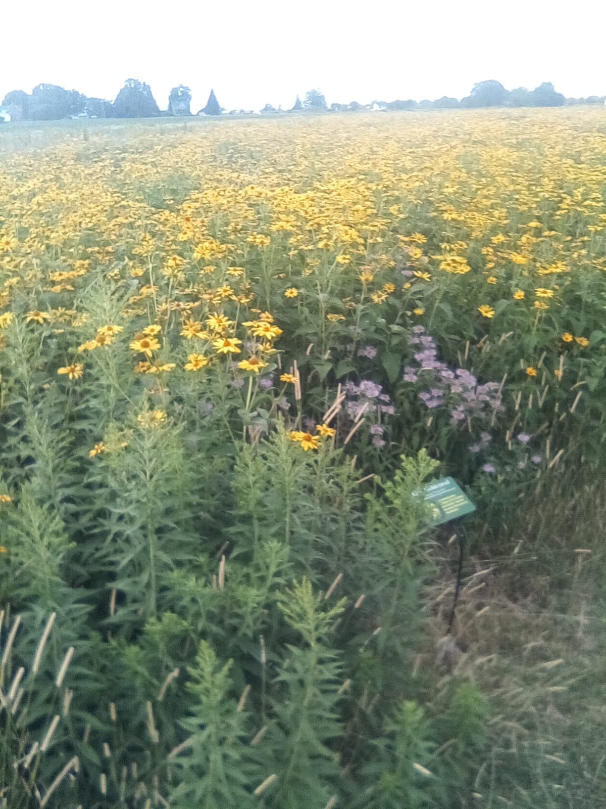The Farm 4 — The Farm