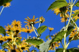 Soak Up The Sunflowers 18 — Soak Up The Sunflowers 2022