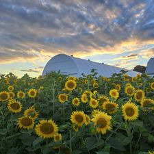 Soak Up The Sunflowers 20 — Soak Up The Sunflowers 2022