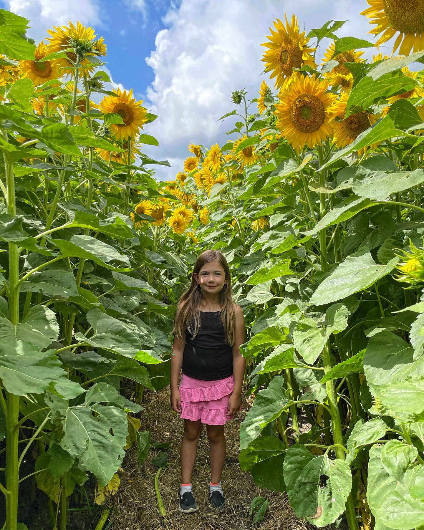 Soak Up The Sunflowers 4 — Soak Up The Sunflowers 2022