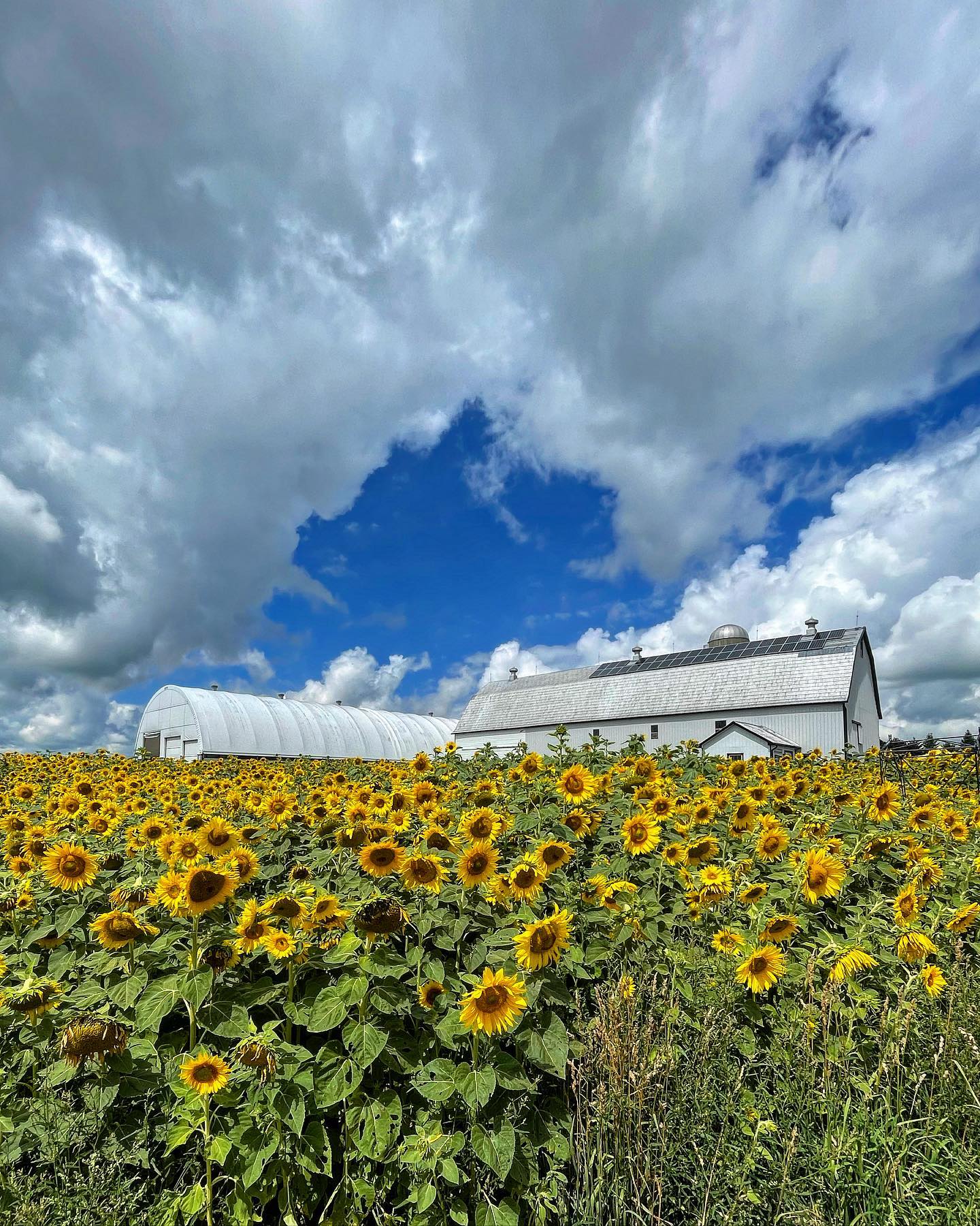 Soak Up The Sunflowers 5 — Soak Up The Sunflowers 2022