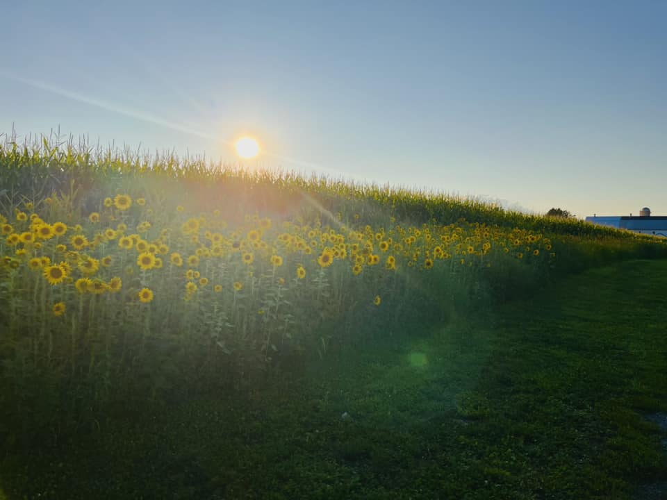 Soak Up The Sunflowers 14 — Soak Up The Sunflowers 2023