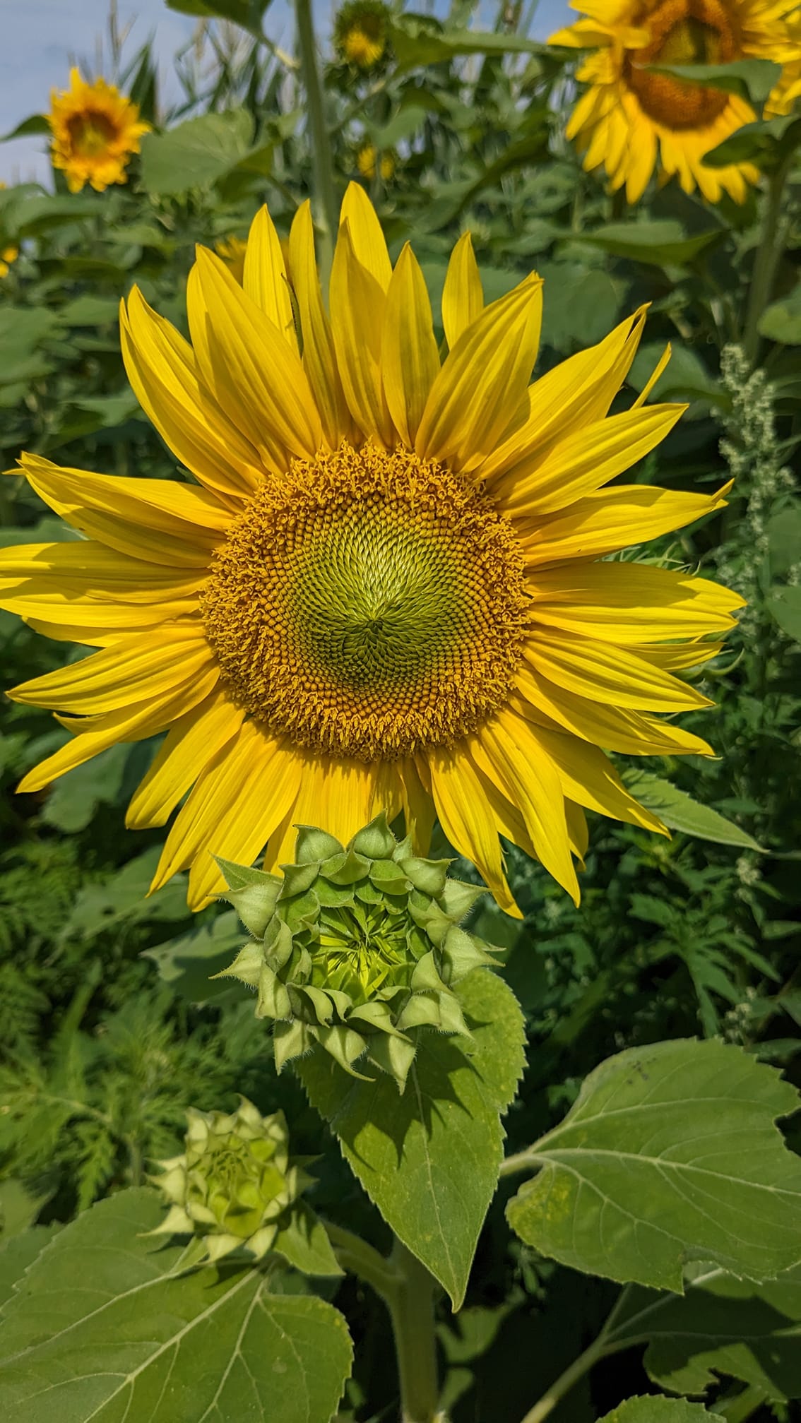 Soak Up The Sunflowers 26 — Soak Up The Sunflowers 2023