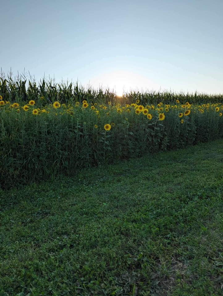 Soak Up The Sunflowers 27 — Soak Up The Sunflowers 2023
