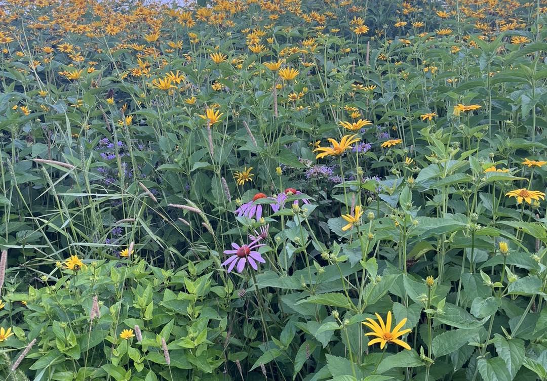 Soak Up The Sunflowers 5 — Soak Up The Sunflowers 2023