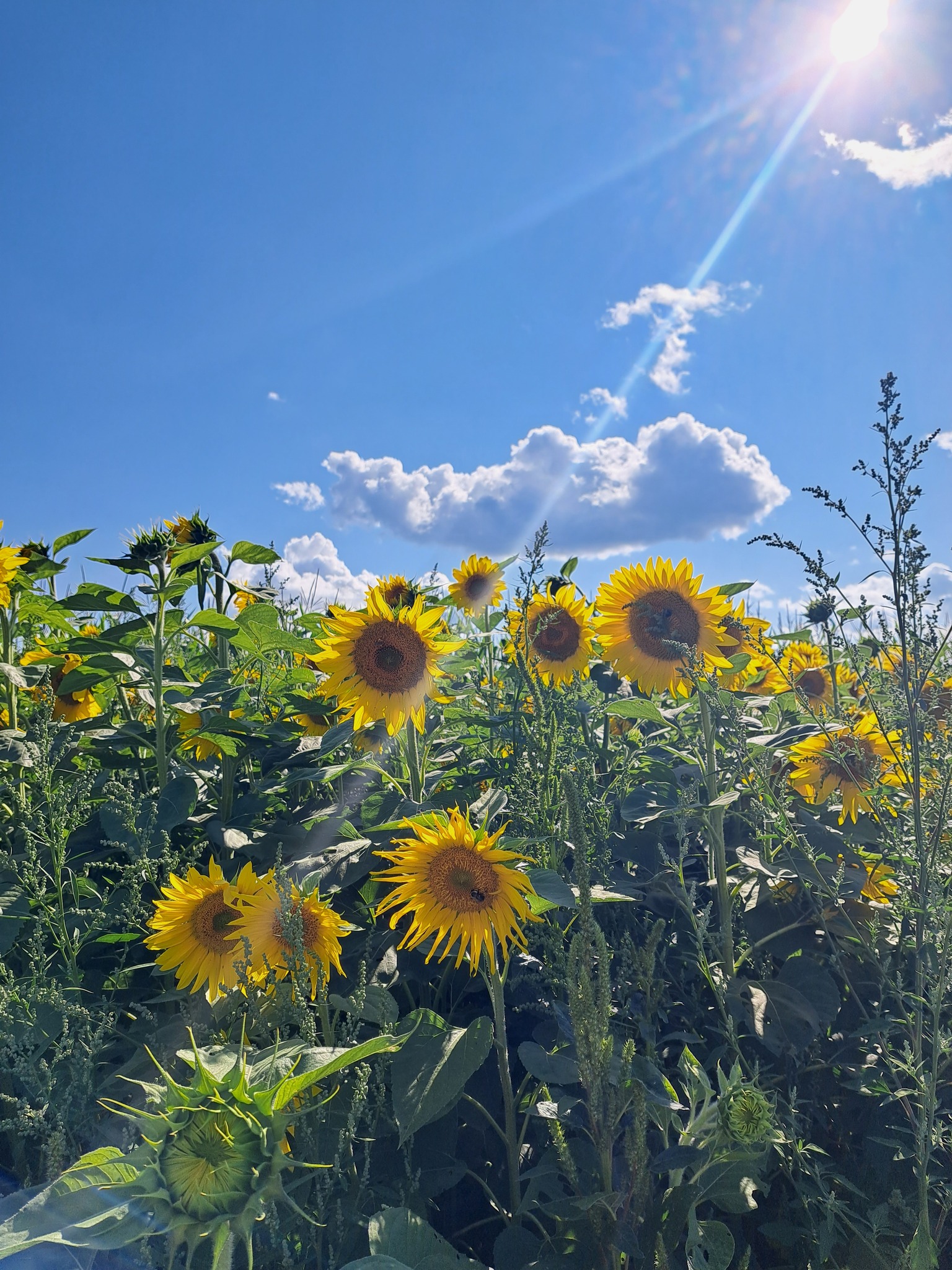 Soak Up The Sunflowers 7 — Soak Up The Sunflowers 2023