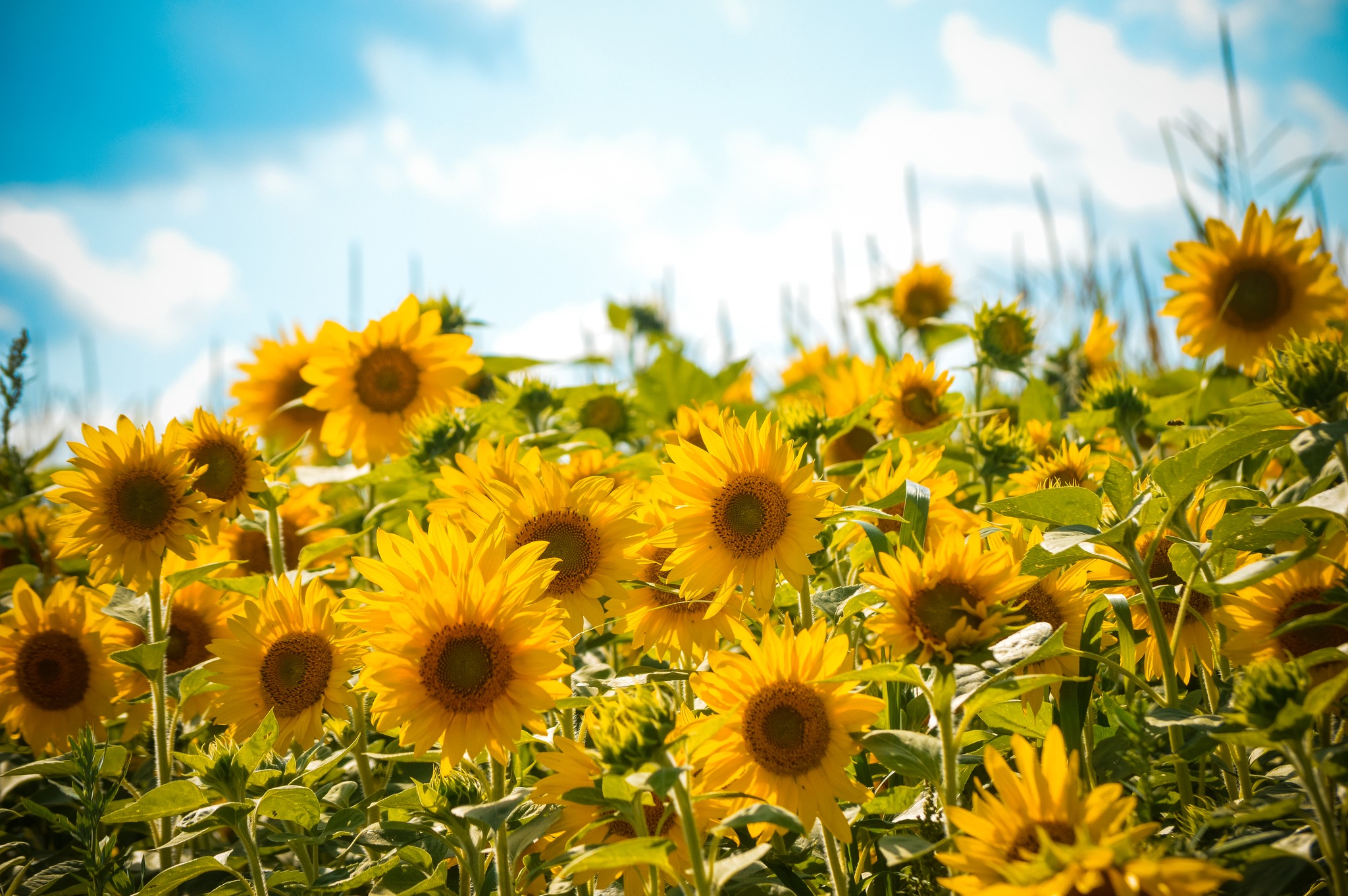 Soak Up The Sunflowers 9 — Soak Up The Sunflowers 2023