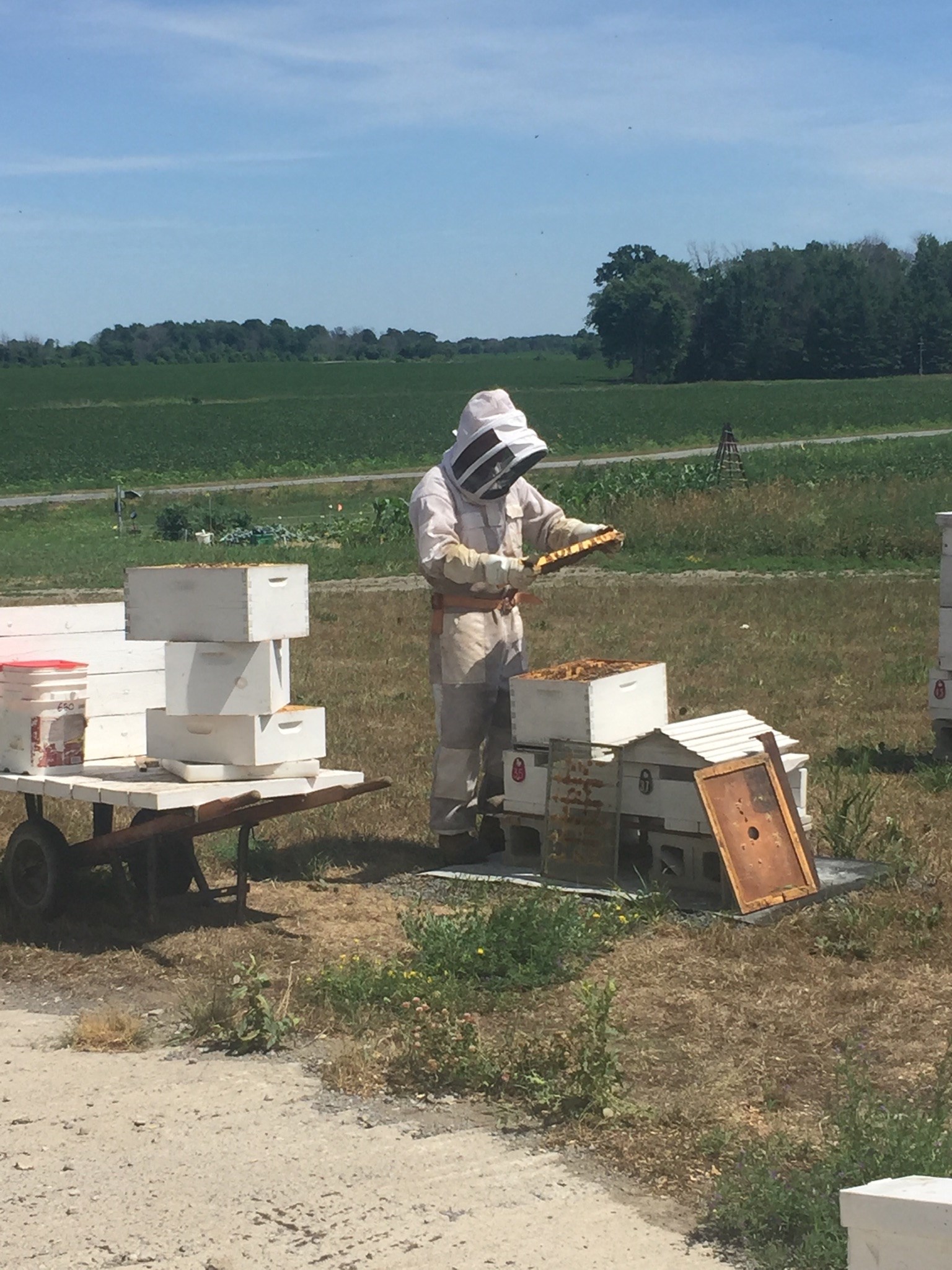 The Farm 11 — The Farm