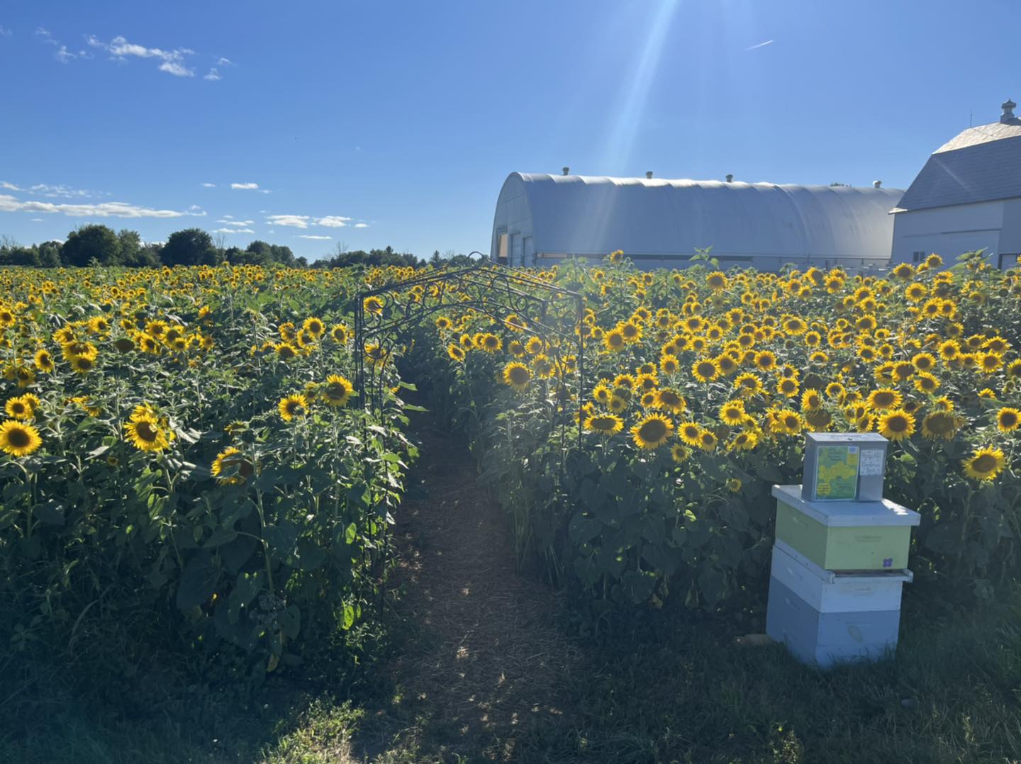 The Farm 14 — The Farm